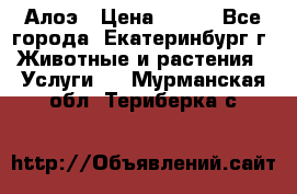 Алоэ › Цена ­ 150 - Все города, Екатеринбург г. Животные и растения » Услуги   . Мурманская обл.,Териберка с.